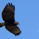 gavilan1 80x80