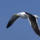 gaviota1 80x80