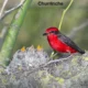 aves1 80x80
